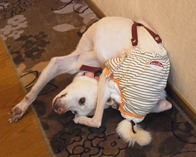 でんぐり返り