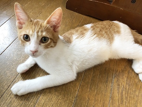 葉太