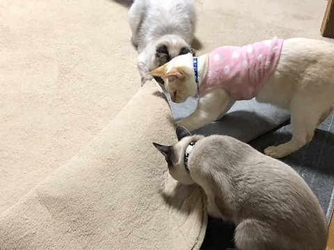 何処?