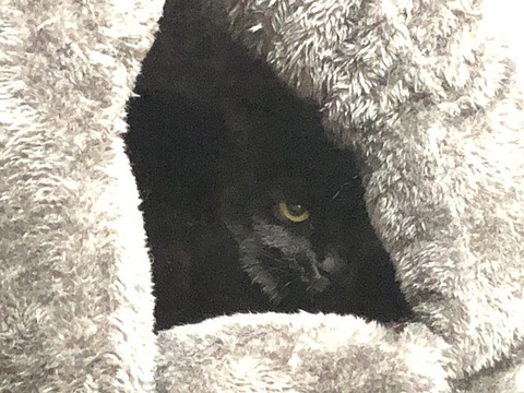 ハイジ