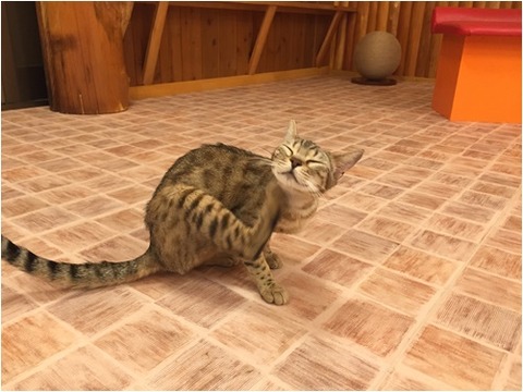 page癒し