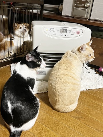 シンクロ