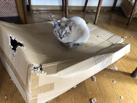 紫音