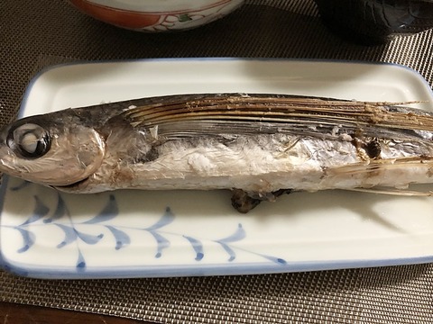 トビウオ