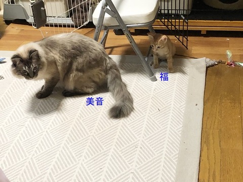 保父さん