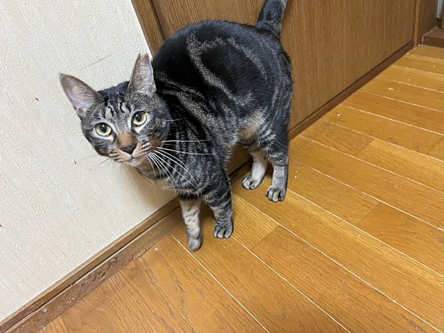 メル