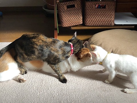 クゥの負け