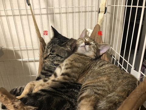仲良し