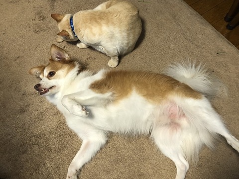 クゥ