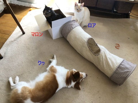 リビング