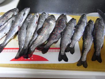 魚
