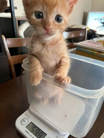 モナカ