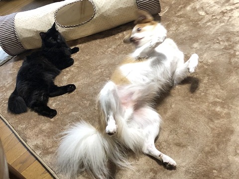 クゥとミク