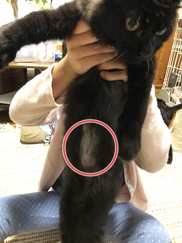 手術