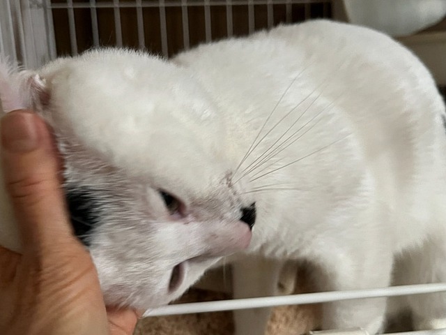 マロ君