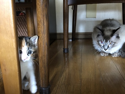 美音と