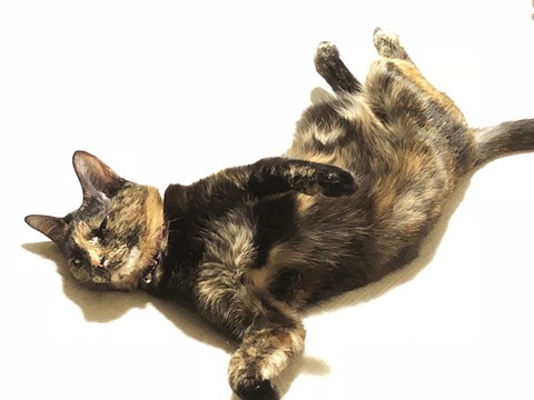 マロン