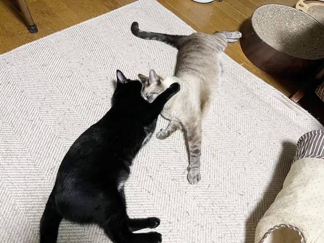 クロムと紫音