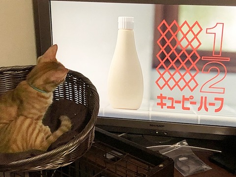 木の葉