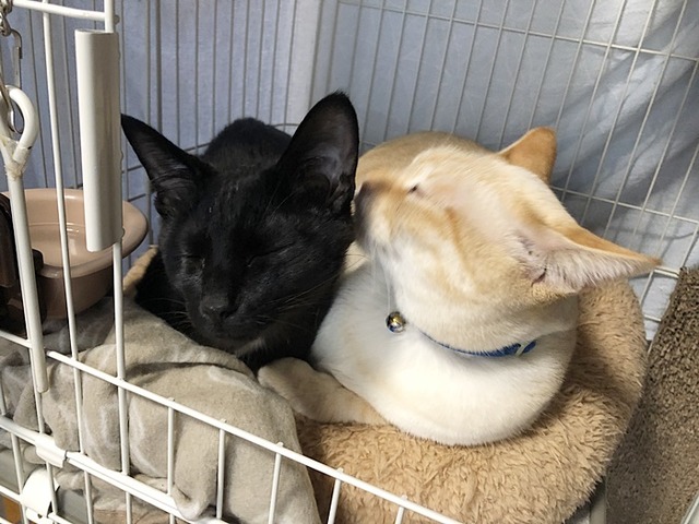 ロアとクロム