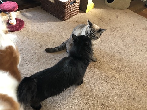 ミクと紫音
