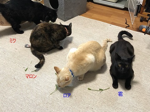 猫じゃらし