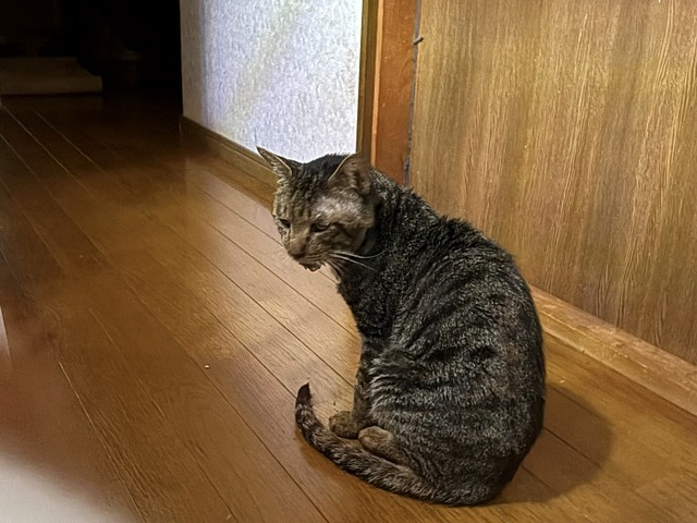 ショボボ