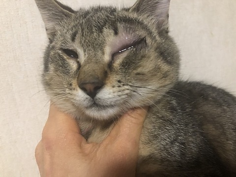 マコちゃん