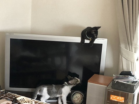 子猫