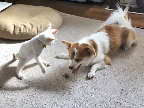 クゥとマロン