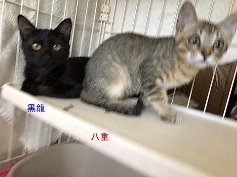 お二人