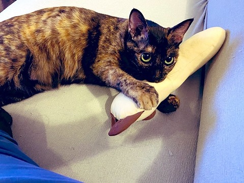 きなこ
