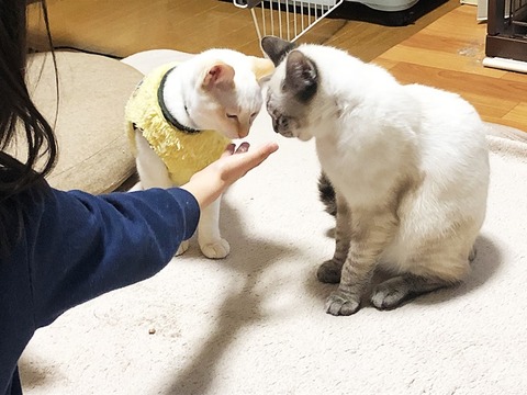 ロア、紫音