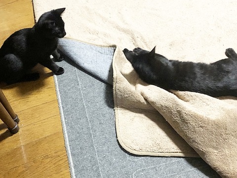 黒兄弟