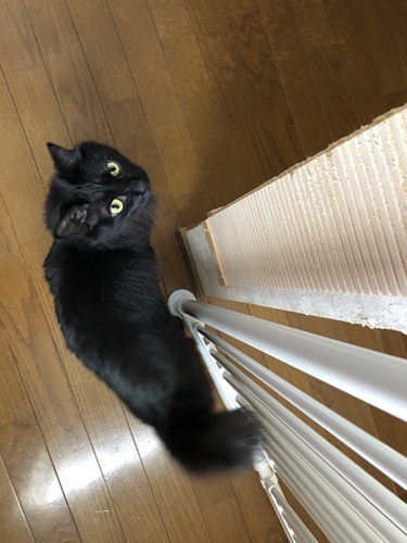 ミク
