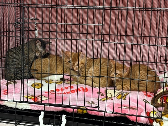子猫