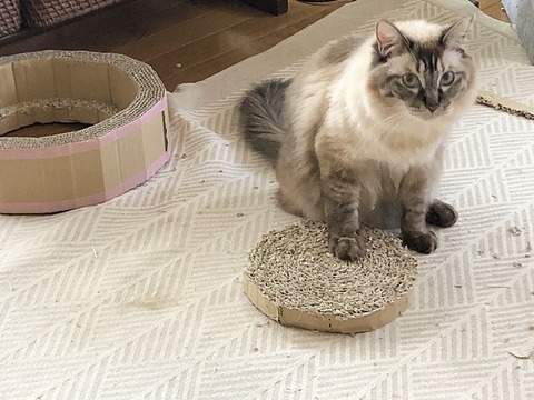 美音