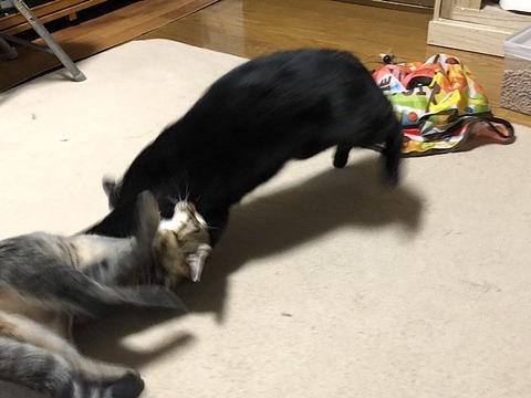 ちゃちゃと2