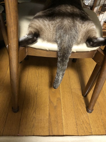 紫音