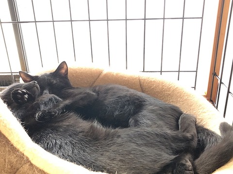 黒猫