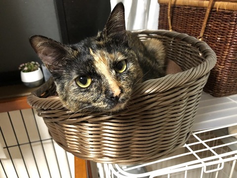 マロン