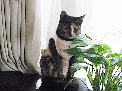 マロン