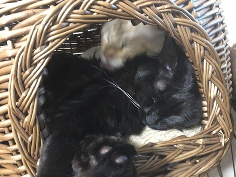 ミク、ロア、