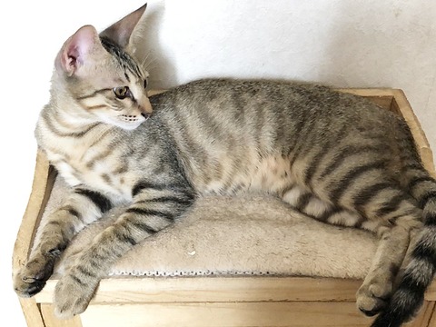 葉平