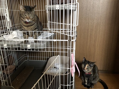チコちゃんとマロン