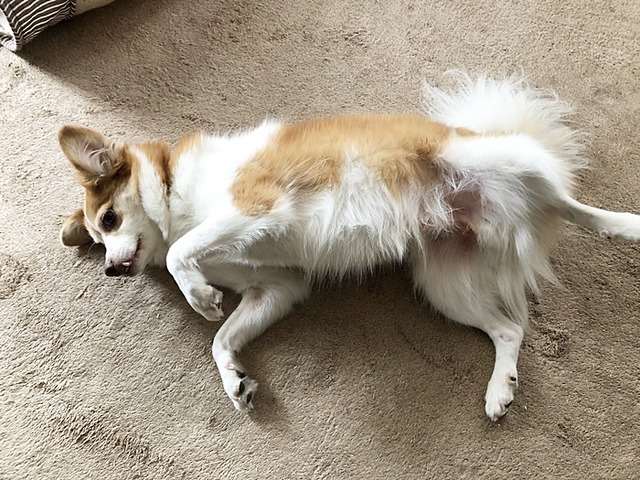 クゥ