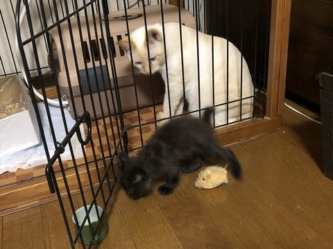 ロアと