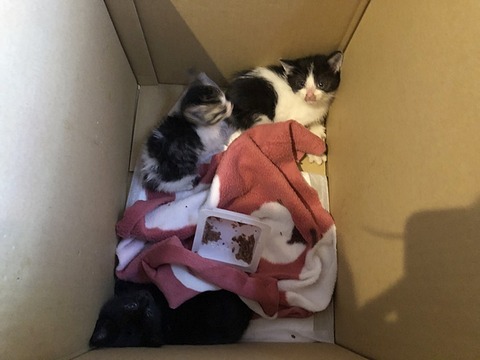 子猫