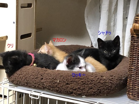 4匹