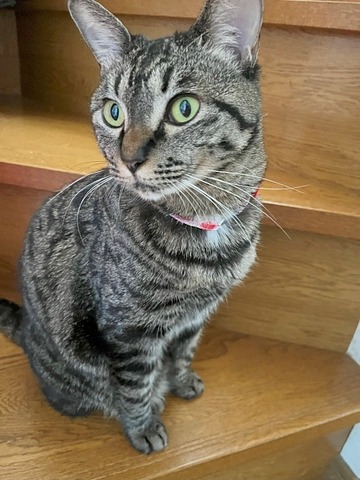 ララ